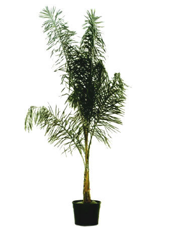 Cocospalme Höhe 350 cm bis 400 cm