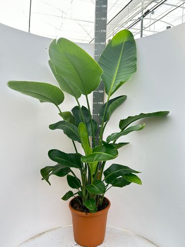 Banane Strelitzia Augusta Höhe 180 cm