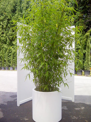 Bambus Höhe 200 cm