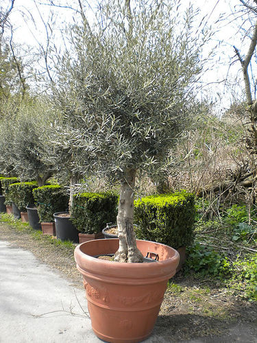 Olivenbaum Höhe 250 cm