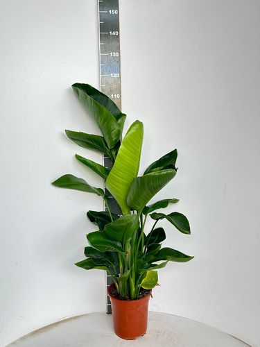 Banane Strelitzia Augusta Höhe 120 cm